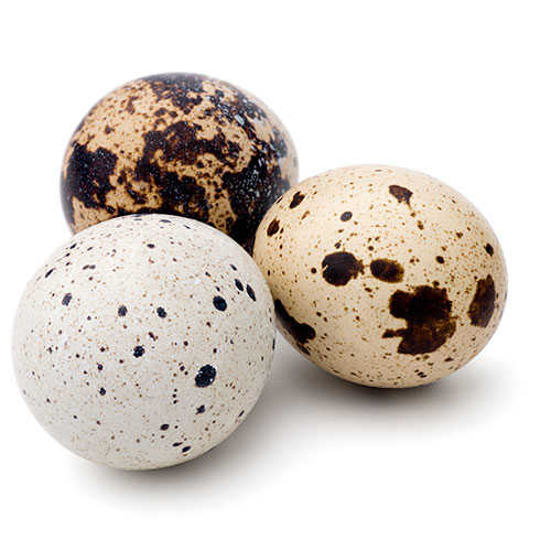 تخم بلدرچین