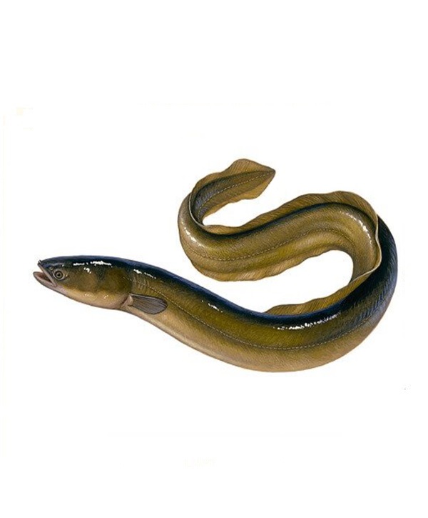 مارماهی (پخته شده)